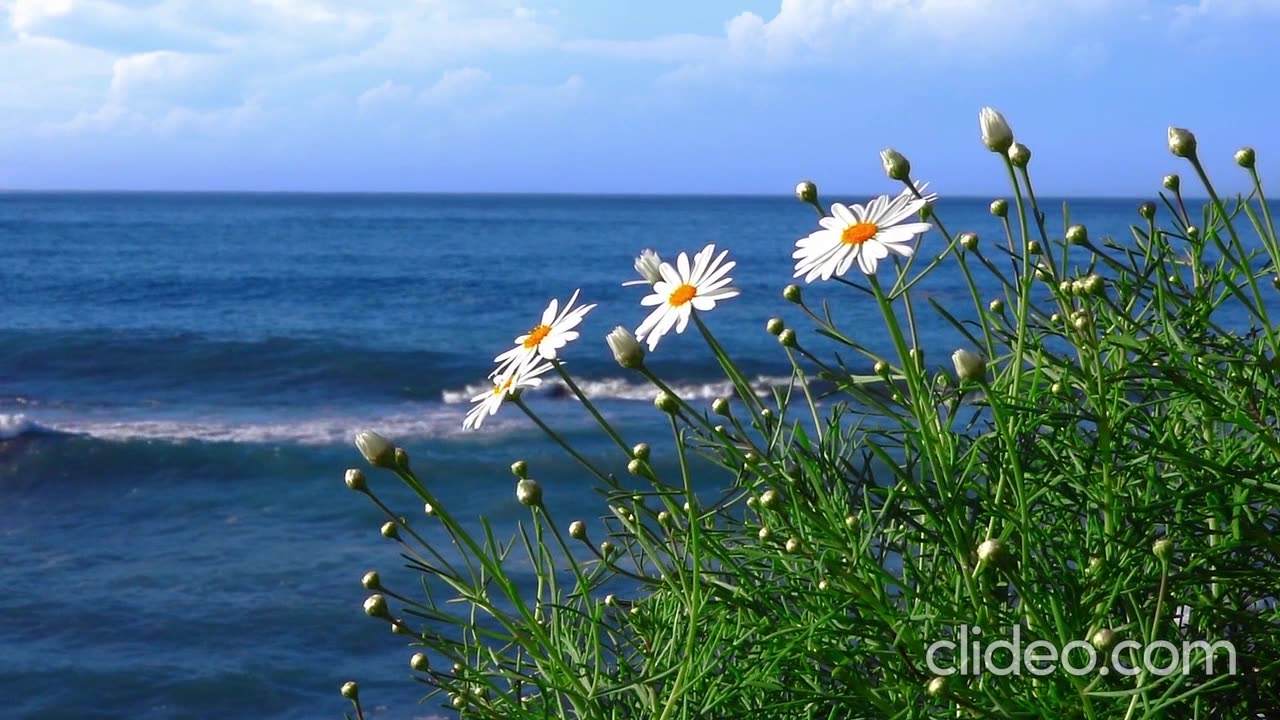 The peace of the sea