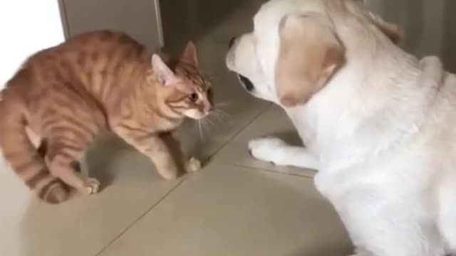 Dog can play with cat | Dog Fanny Video