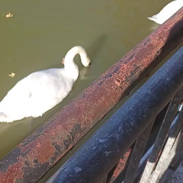 Swans kissena park