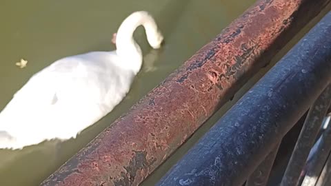 Swans kissena park