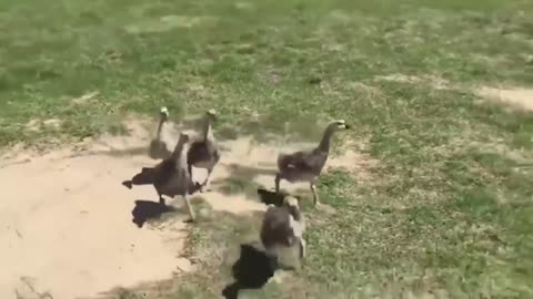 funny pets