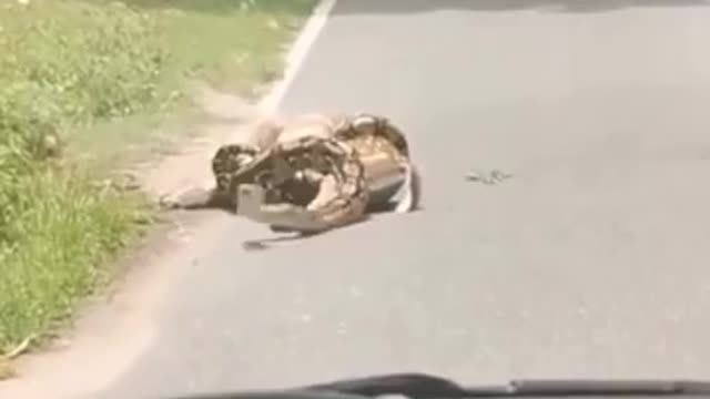 Snake breaking down a springbok!!!!😳😳😳🙊