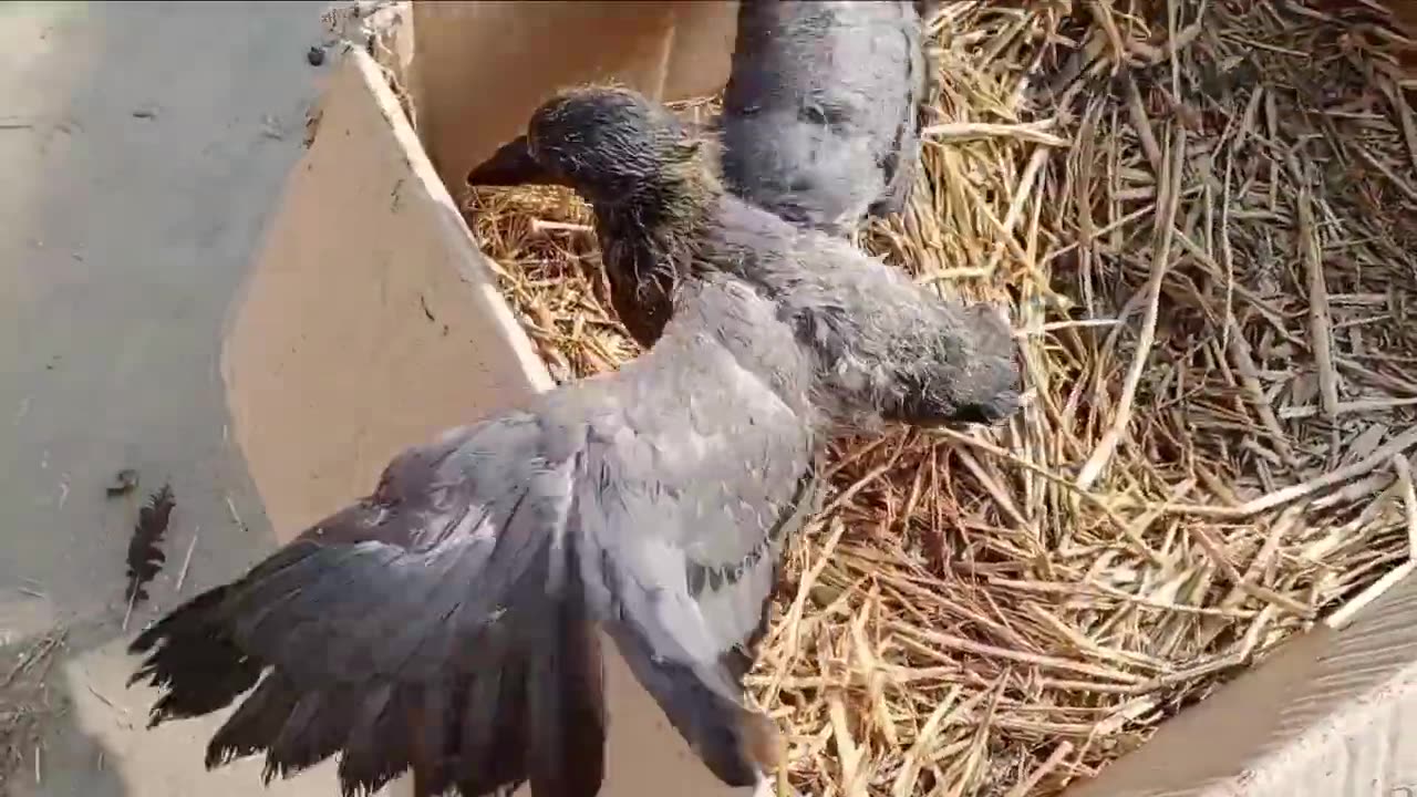 Taking care of baby pigeons