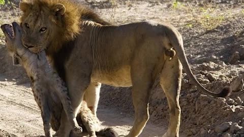 🦁🔥 Savage Showdowns: Brutal Fights Between Lions and Hyenas! 😱🦓