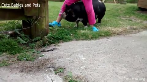 funny animal comp5