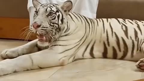 Tigers as pets