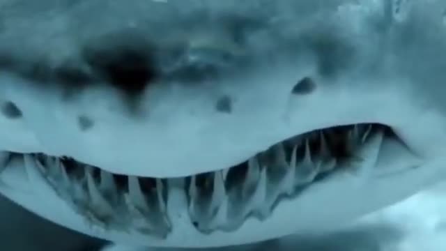 Angry shark video 2022 || shark video 2022