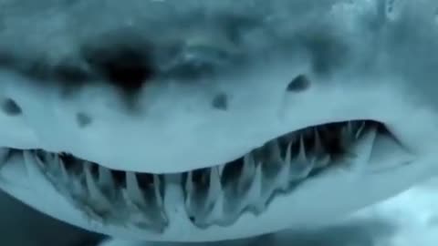 Angry shark video 2022 || shark video 2022