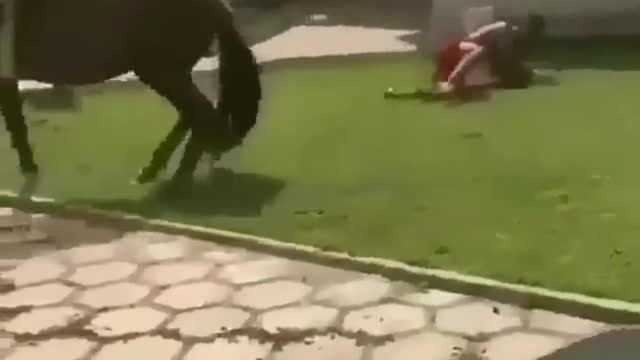 Made your day with these funny and cute Horses | Funny horse videos compilation