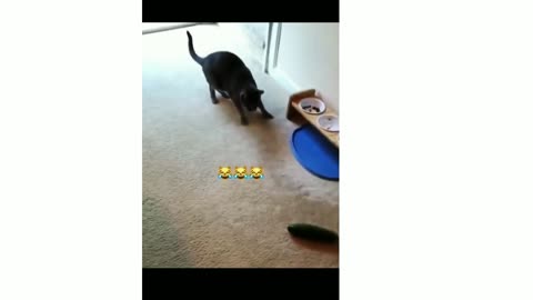 Funnycat funny animal