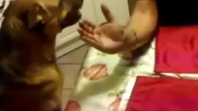 Funniest Cats, Dogs & Animals Videos🐶😻 #20