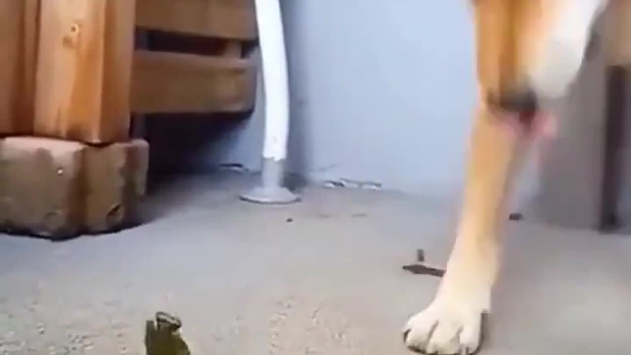 funny DOG videos best of 2023 try to not laugh