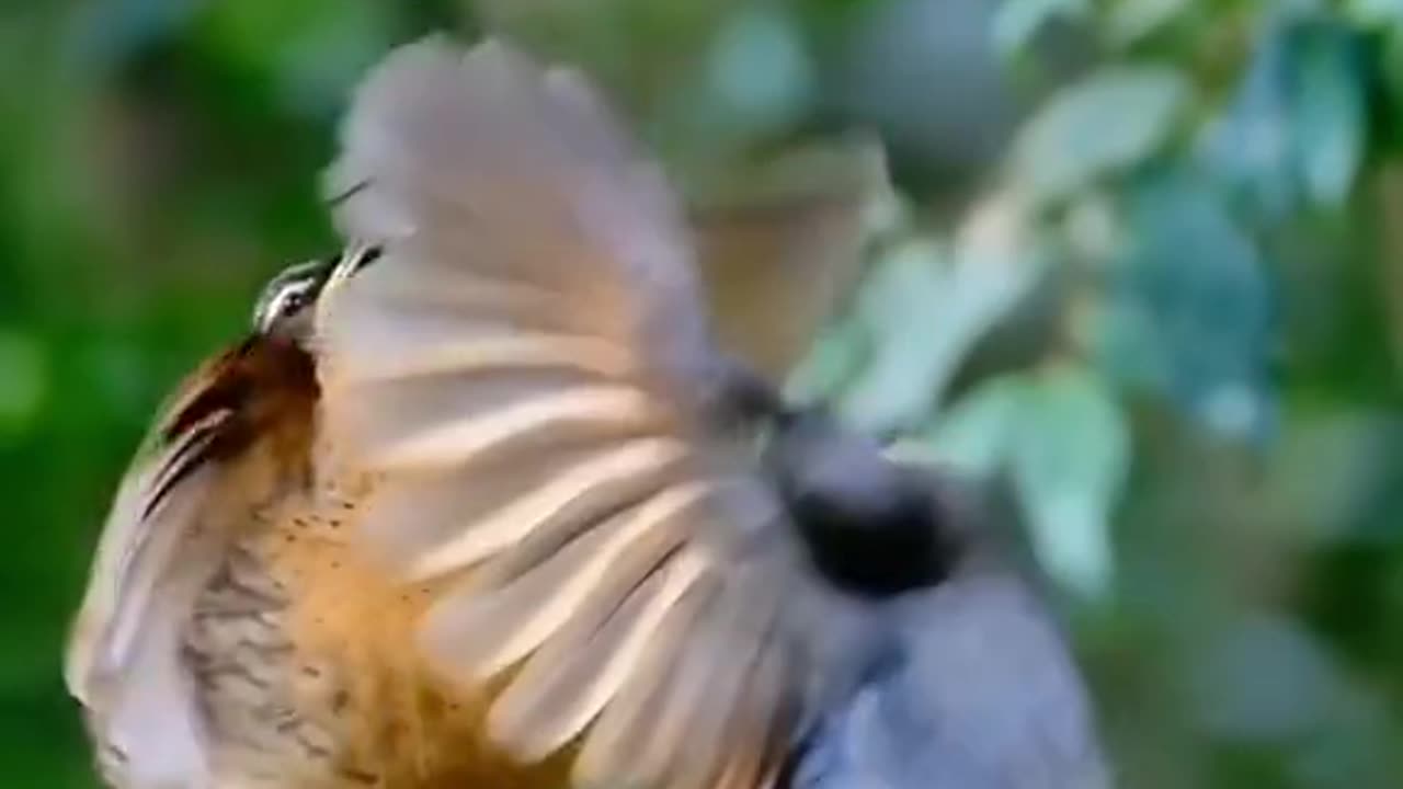 Beautiful Dance of Birds