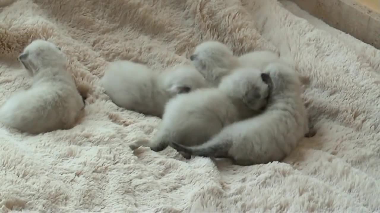 ragdoll kittens layer