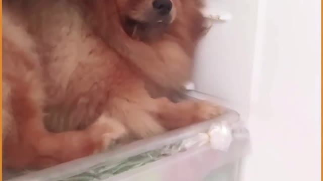 They are more Smart than most humans