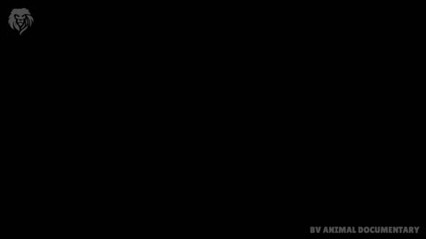 Extreme fight Crocodile vs Snake_ Wild Animals Attack