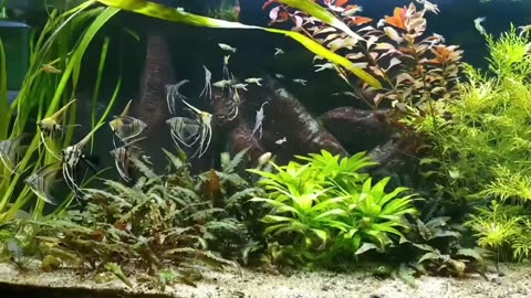 Fish Tank Aquascape Masterpiece