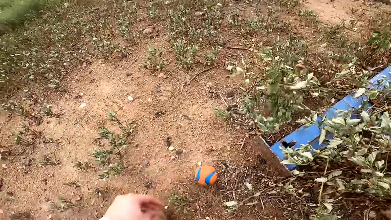 Baby Tortoises Hatching Out of the Ground-18