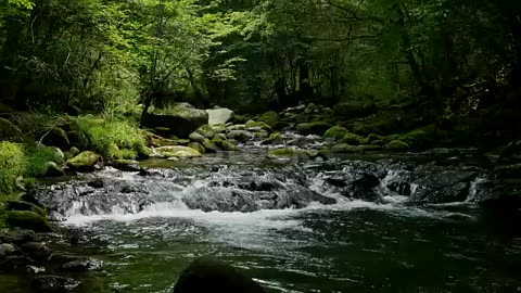 Landscape of clear stream stock video...