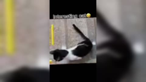 Funny cats2023 animals 2023cats dogs pets funny video