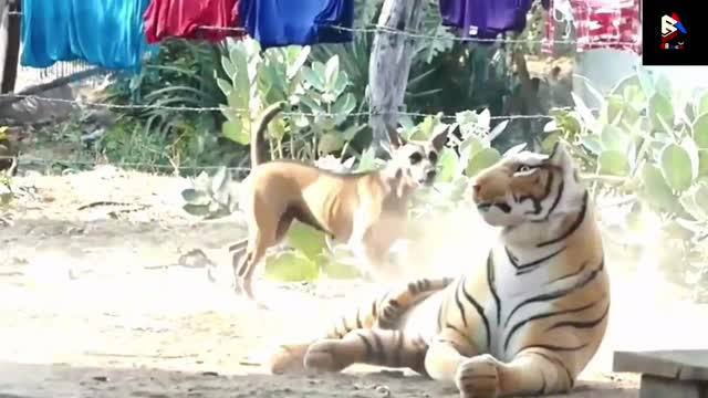 Funny Animal videos 2022