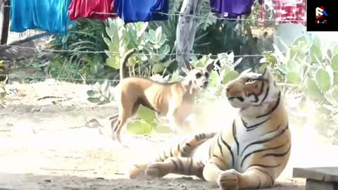 Funny Animal videos 2022