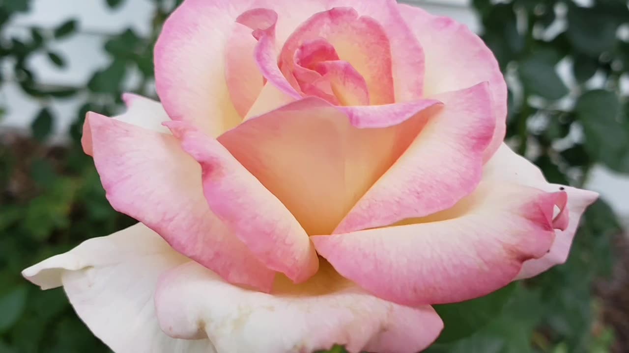 Flowers To Relax With From Petunia