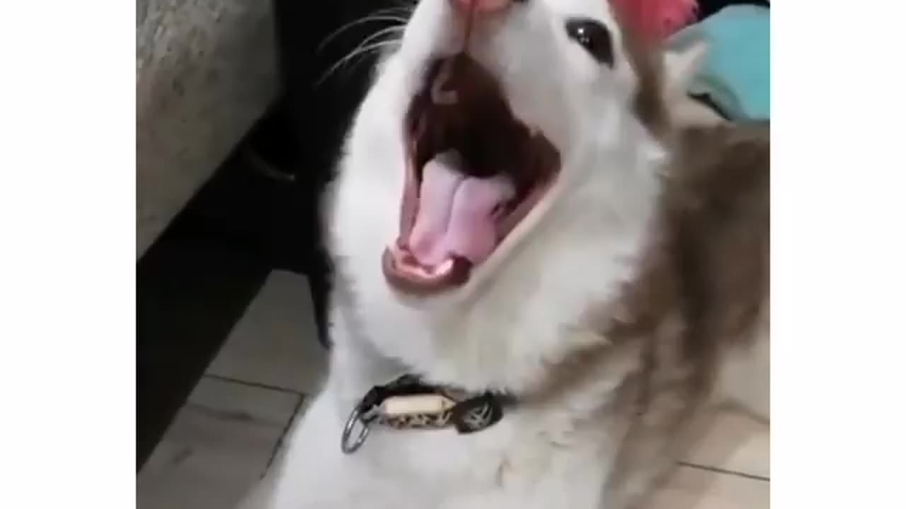 Husky with a human scream