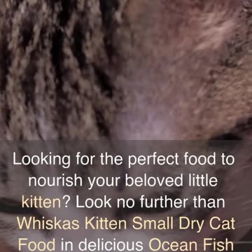 Whiskas Kitten Small (2-12 months) Dry Cat Food, Ocean Fish, 1.1kg Pack (link in description)