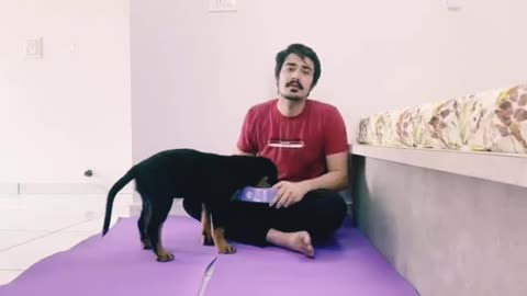 Dog training videos 🐕