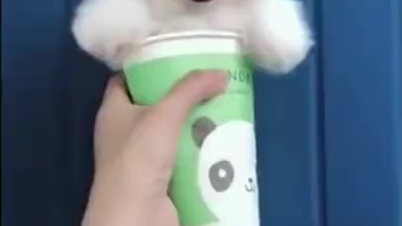 Cute daos are so happy 😃