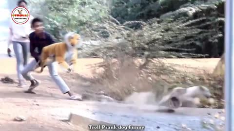 Troll Prank Dog Funny 2021 & fake Lion and Fake Tiger Prank To dog