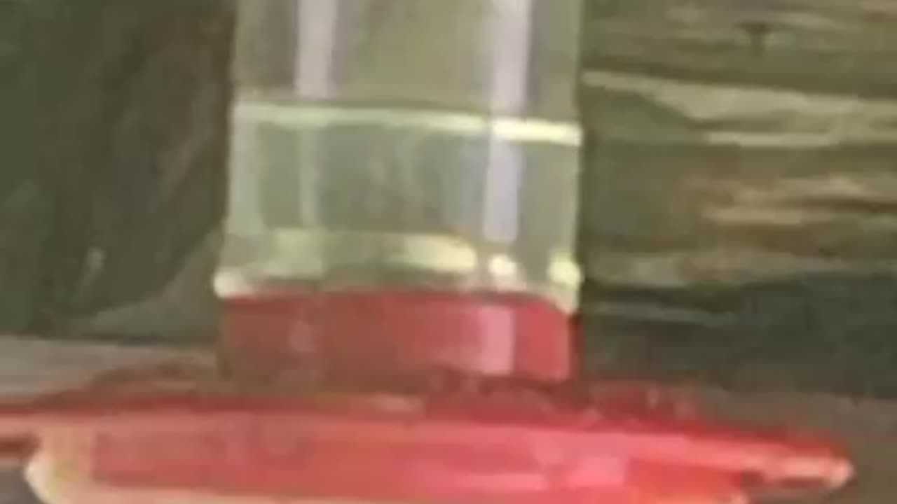 Sweet Sips: Hummingbird Delighting inSugar-Water Mix