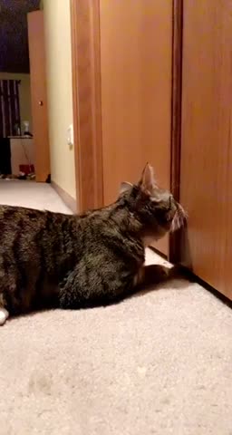 My Cat try to open the door