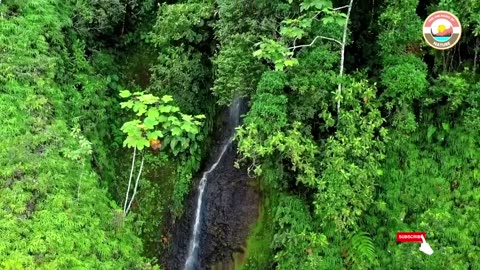 Animals of Amazon 4K - Relaxing Music Along With Beautiful Nature Videos