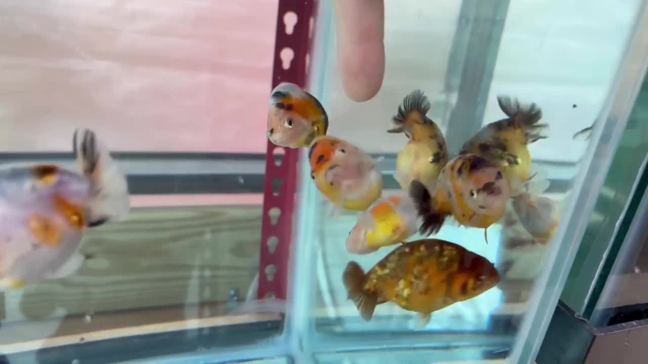 My Backyard Ranchu Goldfish Farm