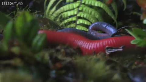 Monster leech swallows gihe Monsoon- Episode 4 - BBC Two_Cut