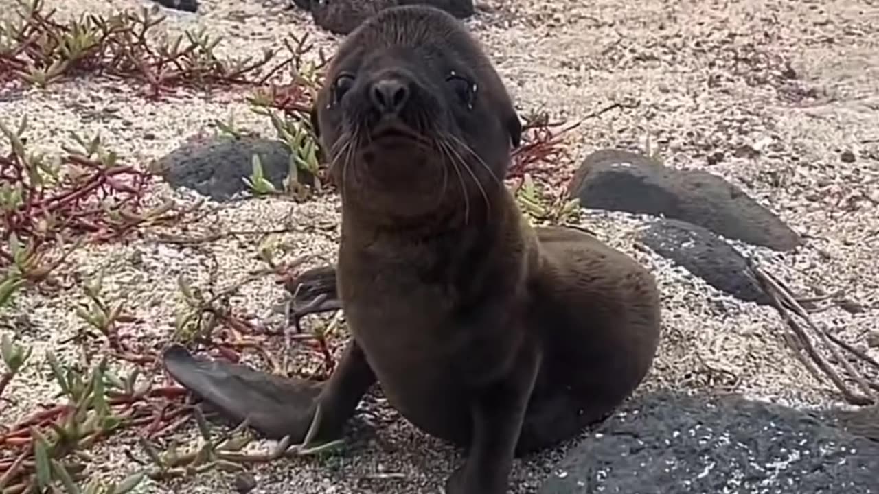 Cute baby sea lion 🦭