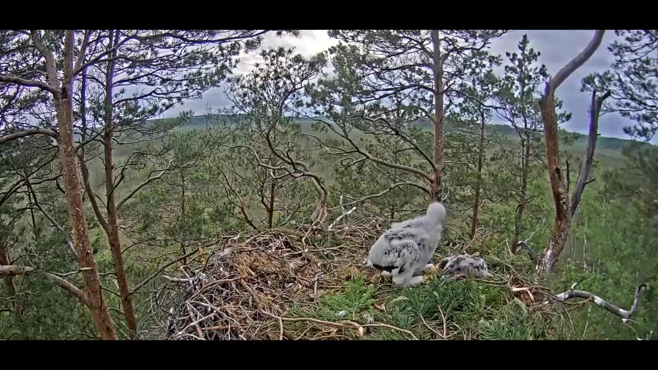 Golden Eagle's Nest