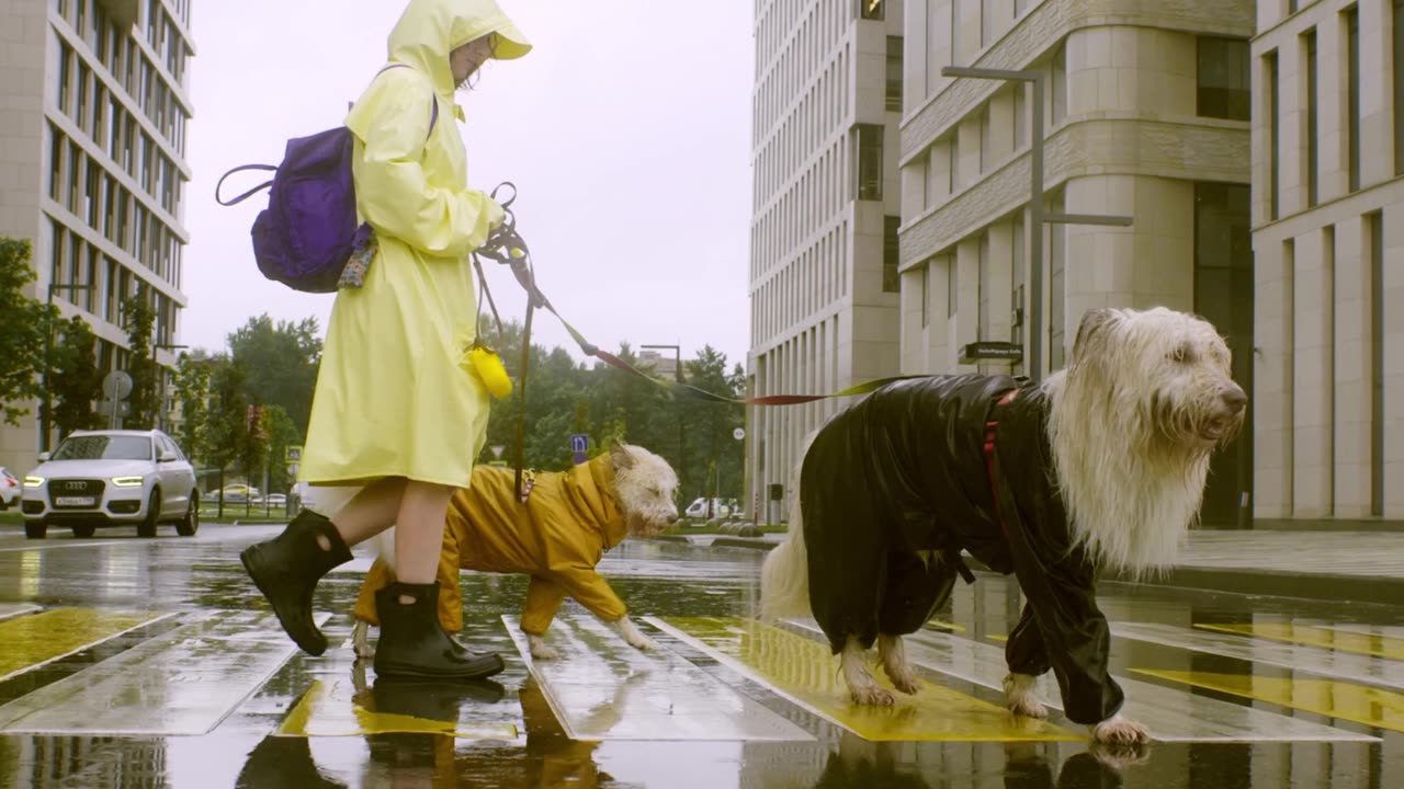 Dogs Crossing Road in Rain.