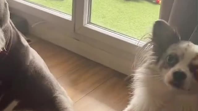 dog understand🥹