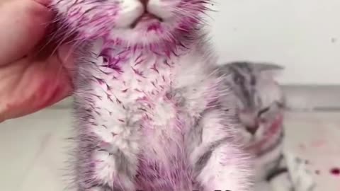 Funny and Cute Cats Videos #148