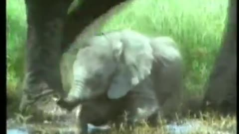 Animal World