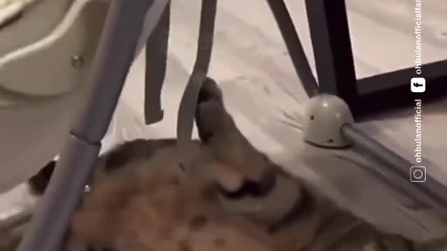 MEOW MUKA TERPAKSA 😂😂😂😂 Walaupun tu buaian auto dan kuku dia sangkut, tetap comel!