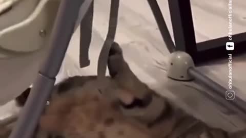 MEOW MUKA TERPAKSA 😂😂😂😂 Walaupun tu buaian auto dan kuku dia sangkut, tetap comel!
