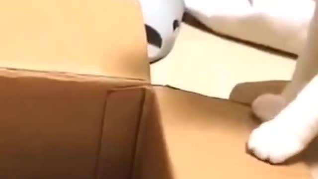 Best funny Cats and Dogs