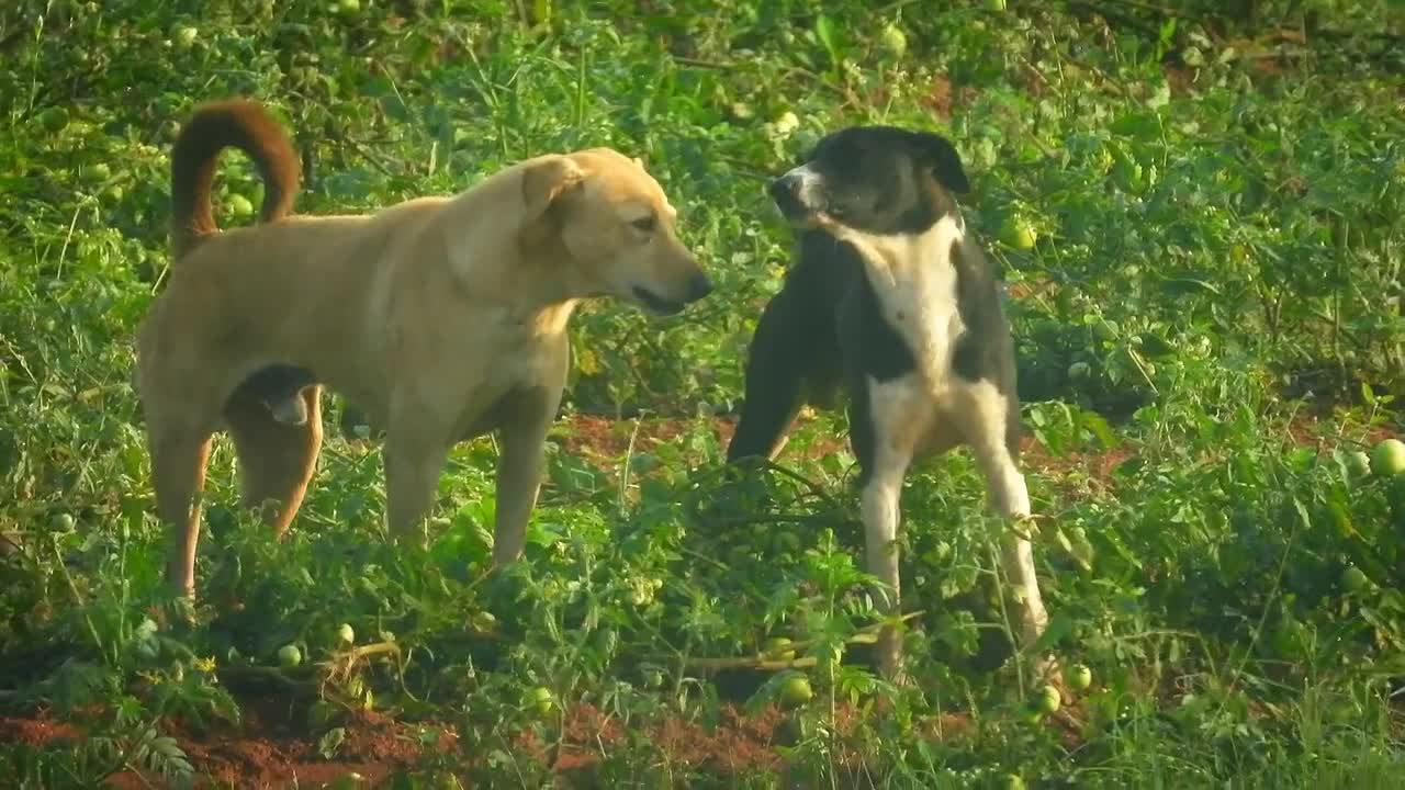 DOG FIGHT Stray Dogs Fooling Around The Country Side