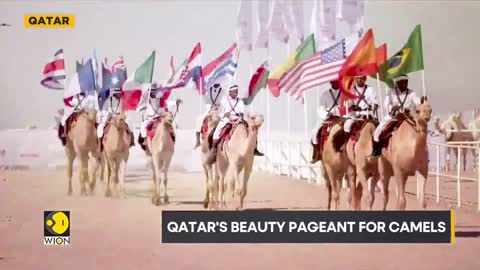 The West Asia Post: Qatar's beauty pageant for camels