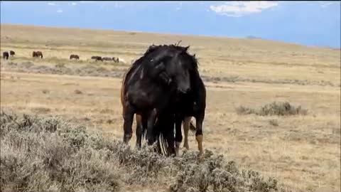 wildlife