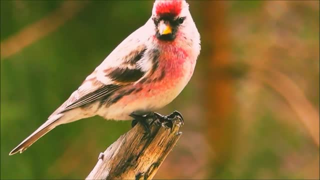 The bullfinch.